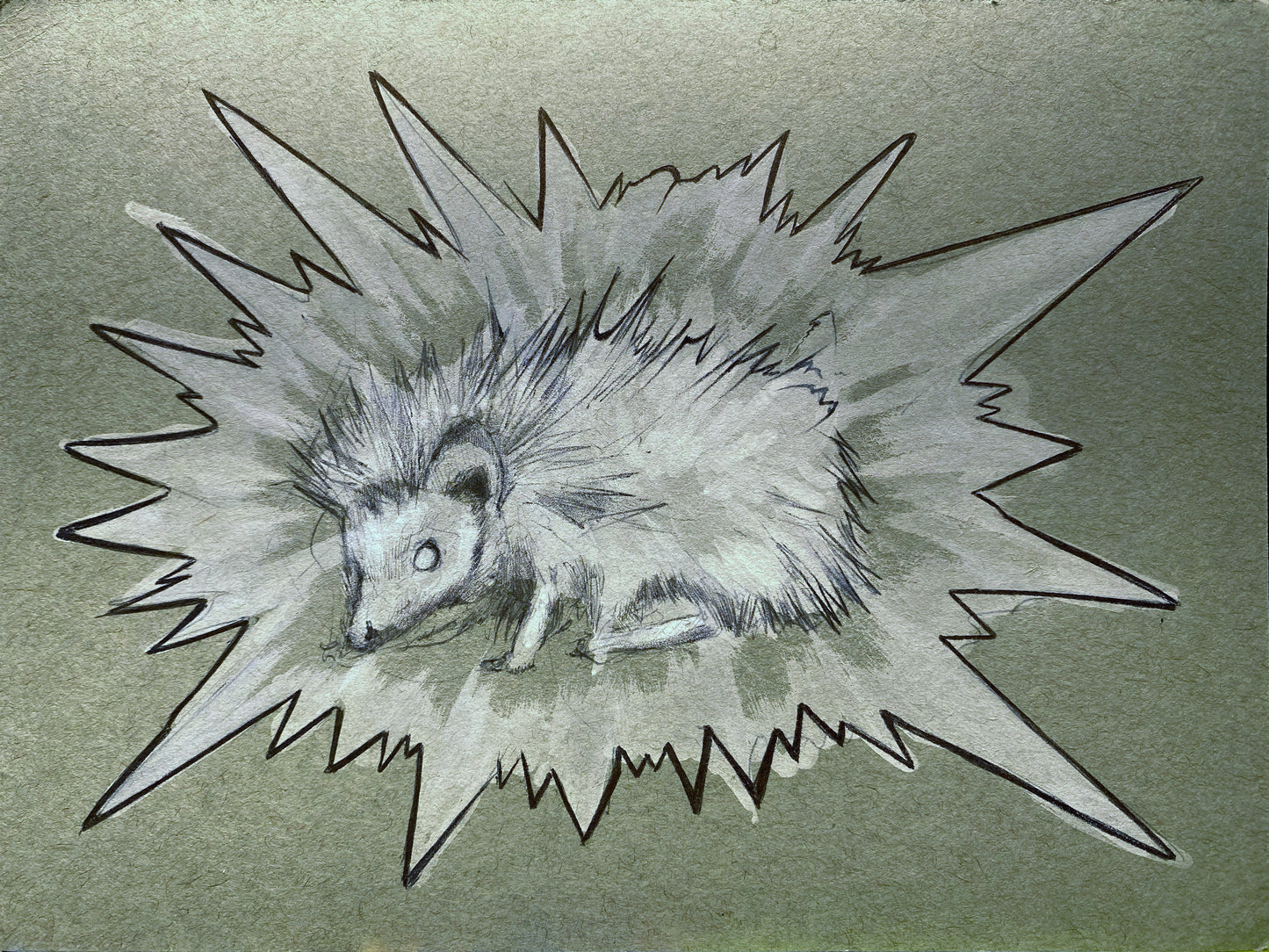 Albino Hedgehog. Sketch (study) 9