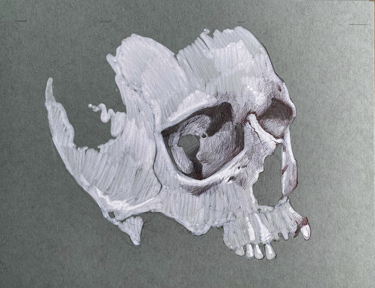 Partial Skull Sketch