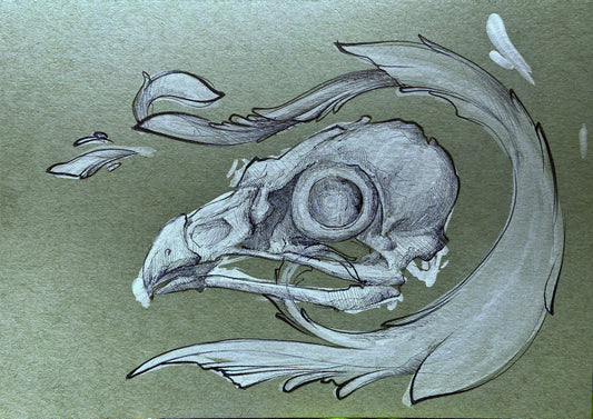 Bird skull sketch study