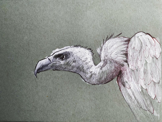 Vulture Sketch