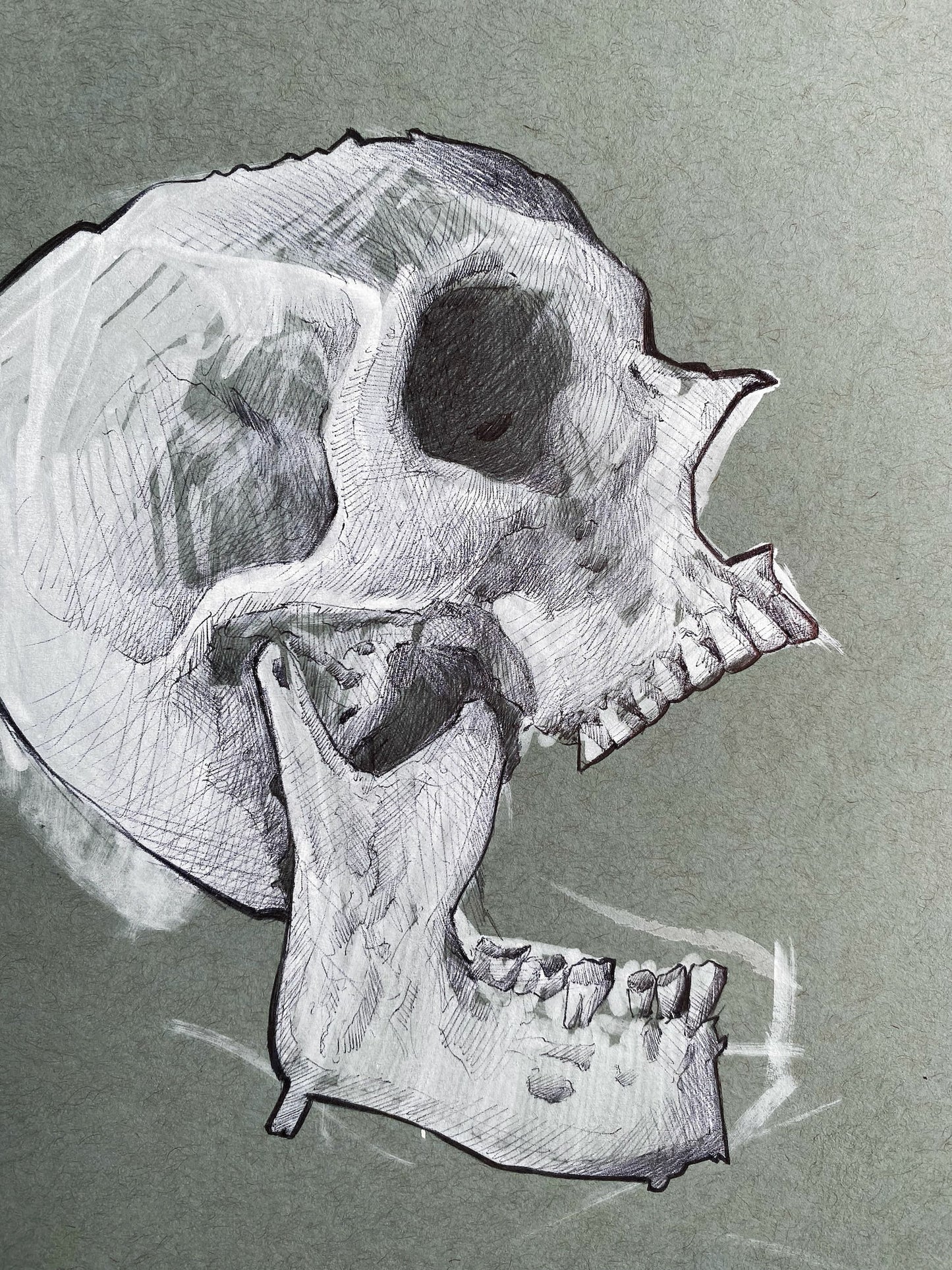 Hollow Skull Sketch
